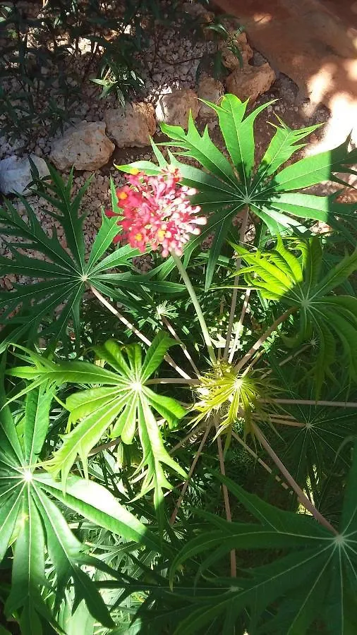 特雷热比奇 库德希亚旅馆酒店 3*,  牙买加